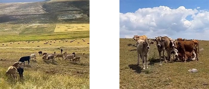 üretimde-yerli-hayvanların-sütleri-kullanılıyor